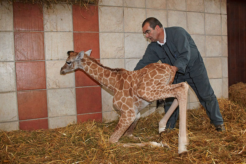 Soigneur au travail au zoo de la palmyre