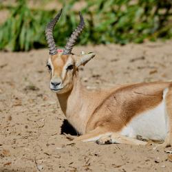 Gazelle dorcas au Zoo de La Palmyre