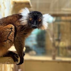 Femelle lémur noir au Zoo de La Palmyre