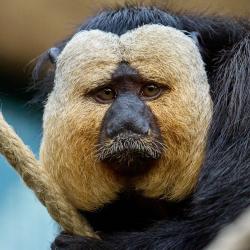 Saki à face blanche au Zoo de La Palmyre