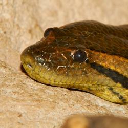 Anaconda vert au Zoo de La Palmyre