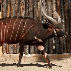 Bongo au Zoo de La Palmyre