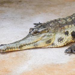 Faux gavial africain au Zoo de la Palmyre