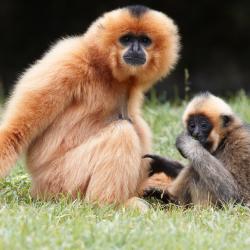 Gibbon à favoris Roux au zoo de la Palmyre