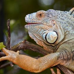 Iguane vert au Zoo de la Palmyre