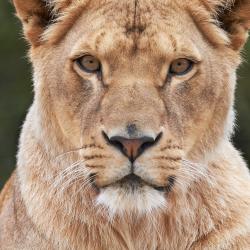 Lion au Zoo de la Palmyre