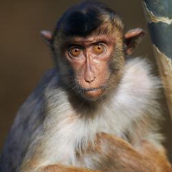 Macaque à queue de cochon au zoo de la palmyre