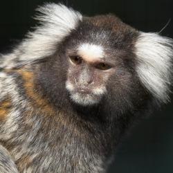 Ouistiti à toupets blancs au Zoo de la Palmyre