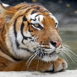 Tigre au Zoo de la Palmyre