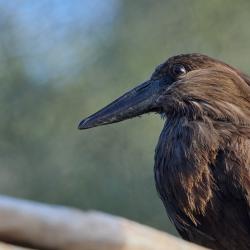 Ombrette africaine au Zoo de La Palmyre