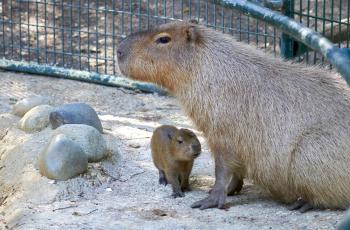 Femelle capybara et son petit au Zoo de La Palmyre