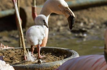 Chilean flamingo chick at La Palmyre Zoo