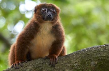 Lémur à ventre roux au Zoo de La Palmyre