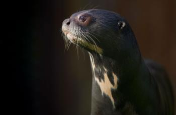 Loutre géante au Zoo de La Palmyre