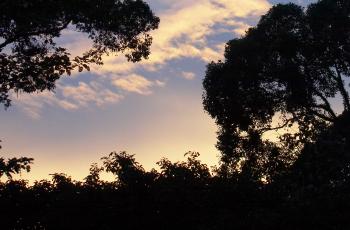 Sunset on the rainforest of the Kinabatangan in Bornéo
