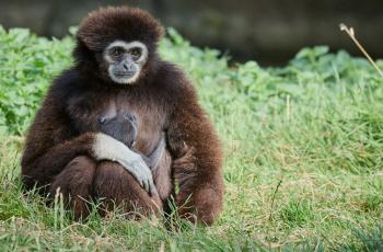 Femelle gibbon lar et son petit au Zoo de La Palmyre