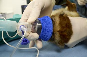 Anesthésie d'un lémur aux yeux turquoise au Zoo de La Palmyre
