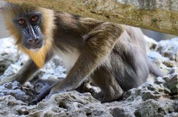 Mandrill au Zoo de La Palmyre