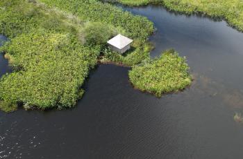 Les Pripris de Yiyi en Guyane gérés par la SEPANGUY