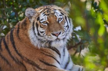 Tigres Zoo Palmyre