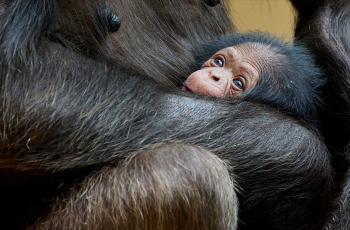 Jeune chimpanzé né au Zoo de La Palmyre