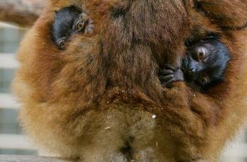 Jumeaux lémurs noirs au Zoo de La Palmyre