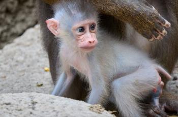 Jeune mandrill né au Zoo de La Palmyre