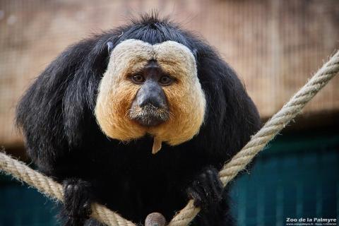 Saki à face blanche