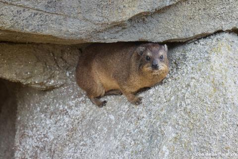 Daman des rochers au Zoo de La Palmyre