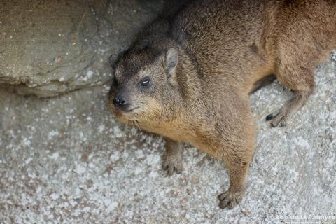Daman des rochers au Zoo de La Palmyre