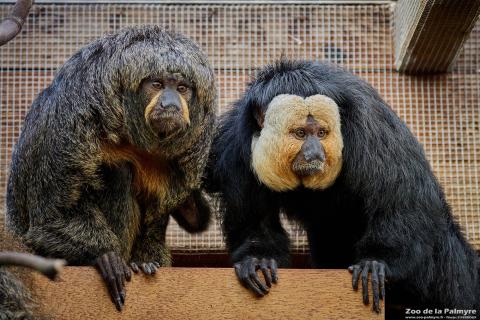 Sakis à face blanche