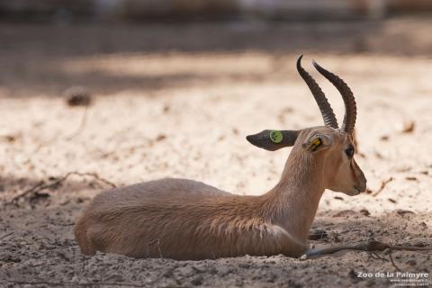 Gazelledorca, Zoo de La Palmyre