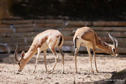 Gazelledorca, Zoo de La Palmyre