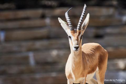 Gazelledorca, Zoo de La Palmyre