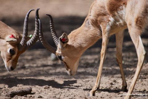 Gazelledorca, Zoo de La Palmyre