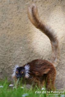 Femelle lémur noir au Zoo de La Palmyre