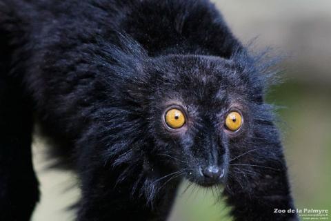 Mâle lémur noir au Zoo de La Palmyre