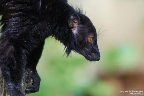Mâle lémur noir au Zoo de La Palmyre