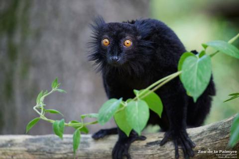 Mâle lémur noir au Zoo de La Palmyre