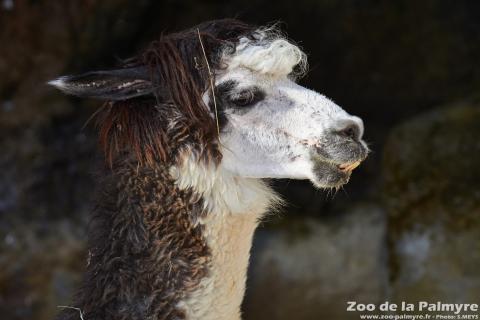 Alpaga au Zoo de la Palmyre