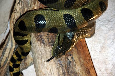 Anaconda vert au Zoo de La Palmyre