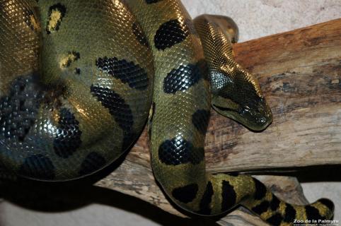 Anaconda vert au Zoo de La Palmyre