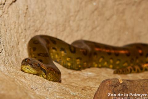 Anaconda vert au Zoo de La Palmyre