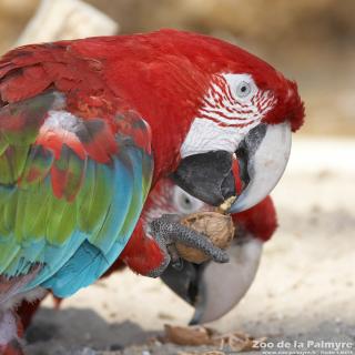 Ara chloroptère au Zoo de la Palmyre