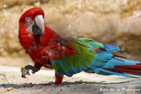 Ara chloroptère au Zoo de la Palmyre