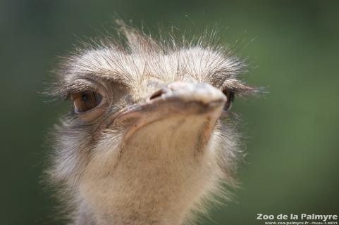 Autruche au Zoo de La Palmyre