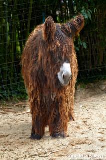 Baudet du Poitou au Zoo de la Palmyre