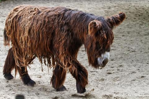 Baudet du Poitou au Zoo de la Palmyre