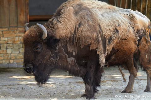 Bison d'Amérique au Zoo de la Palmyre