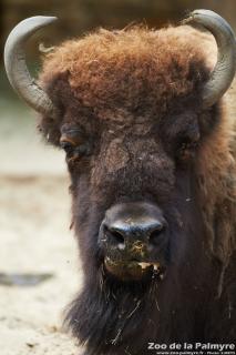 Bison d'Amérique au Zoo de la Palmyre